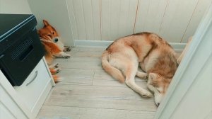 {Корги кекс} ТАБА ЛАПКИ ЕХЕ НАПАЛИ НА НАС!!  Я СТАЛ СКВИШЕМ