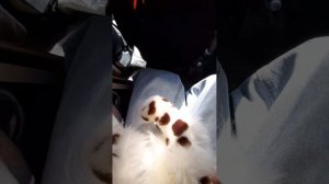 1 ДЕНЬ ЖИВЁТЕ МОЕЙ СОБАКОЙ