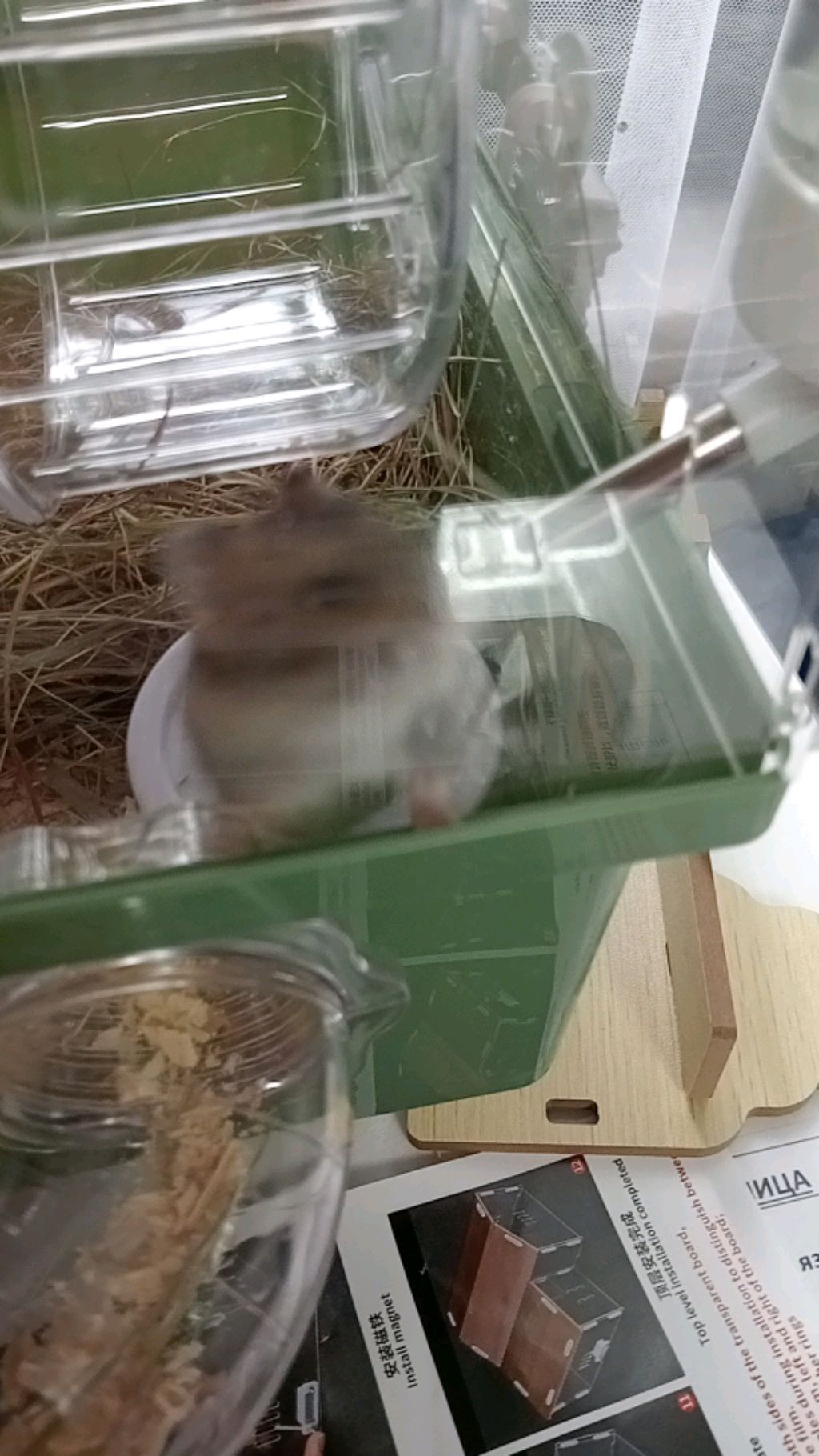 хомяк