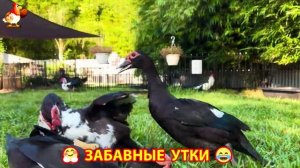 Забавные утки мускусные и пекинские на свободном выгуле со своими друзьями ч.(424) ❣️🤗😂