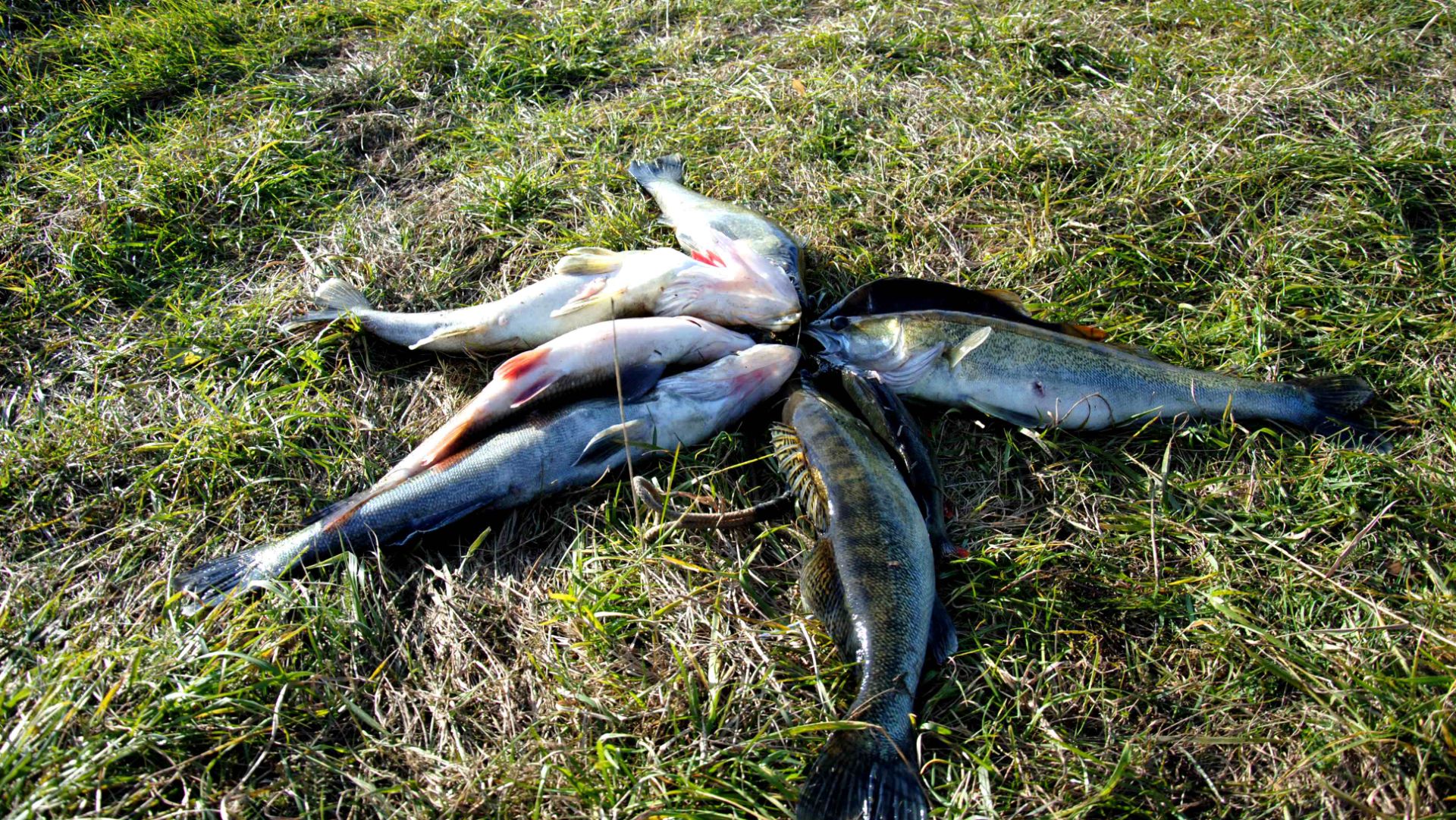 Кукан с добычей (жерехи, голавли, лещи).