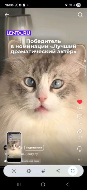 Котики