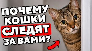 Почему Кошки ПОДГЛЯДЫВАЮТ за Тобой (причина шокирует)