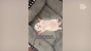 САМЫЕ МИЛЫЕ И СМЕШНЫЕ ЖИВОТНЫЕ 👍 🥰 РЖУ НЕ МОГУ 🙌 КОТЫ И СОБАКИ КОТОРЫЕ СДЕЛАЮТ ДЕНЬ угар, приколы