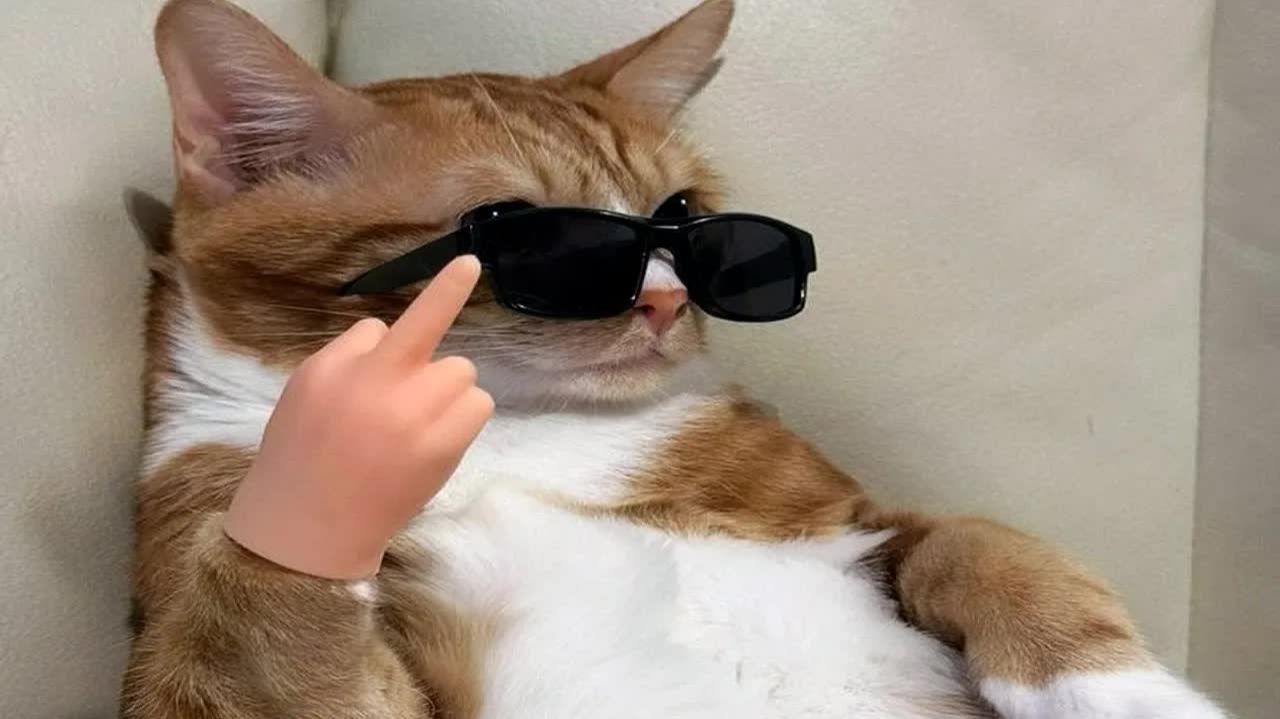 кошки вызовут хаос