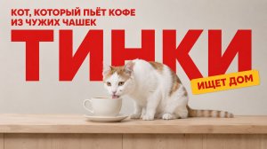 Тинки — кот, который пьёт кофе из чужих чашек. Ищет дом