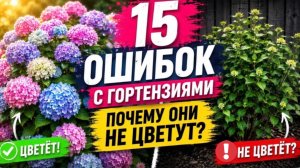 Почему Гортензия НЕ ЦВЕТЁТ Пышно? 15 Смертельных Ошибок Садовода