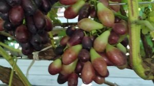 АПОФИС!!!🍇🍇🍇 СУПЕР НОВИНКА 2025!!! Telegram, WhatsApp, Vlber и MAX +79528500417.