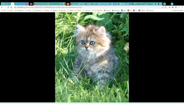 Котята питомника кошек  КИНГ ПЕРС
