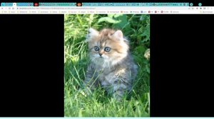 Котята питомника кошек  КИНГ ПЕРС