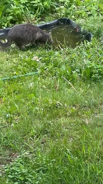 Котик пьет воду #смешныеживотные#прикольныекоты#кот#котенок