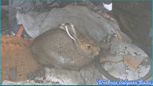 Зайчик в яму угодил.
