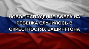 Новое нападение бобра на ребенка случилось в окрестностях Вашингтона