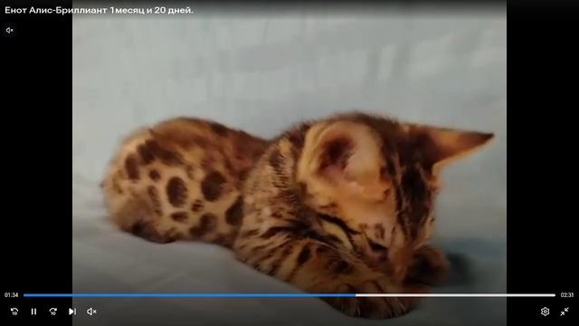 Котята питомника кошек  АЛИС-БРИЛЛИАНТ
