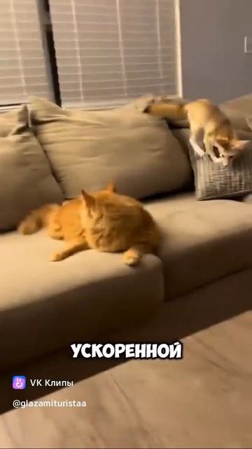 A Cute Little Fox 🦊( Фенек )