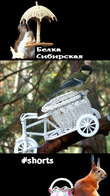 Синица заняла кормушку