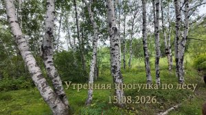 Утренняя прогулка по лесу 15.08.2026