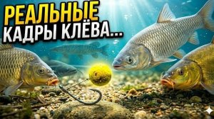Что на самом деле делает рыба перед поклёвкой?