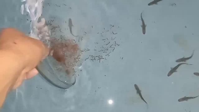 Amu Darya Shovelnose (P. Kaufmanni). The 1st Generation In Aquaculture. Nukus, Uzbekistan 09.08.2026