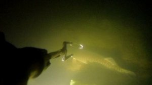 Не стал стрелять трофей Вячеслав 79