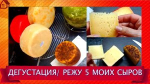 Дегустация 13 08 26/ Режу 5 моих сыров: Хаварти, Мраморный, Степной, Кофейно-коньячный и эксперимент