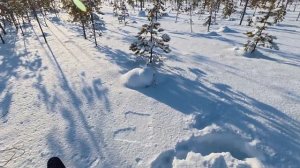 ХИЩНИКИ АТАКУЮТ ДИЧЬ. ОХОТА НА ГЛУХАРЯ С 22 lr зимой. Закрыл сезон охоты на боровую птицу.mp4