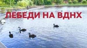 Увидела Лебедей  и Зеленый лабиринт на ВДНХ