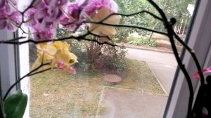 Цветочки у моей дочки💐