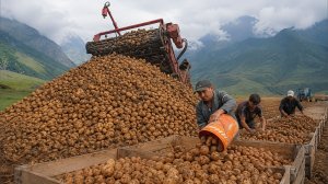 Российский семенной картофель вытесняет импорт. Северная Осетия наращивает собственное производство