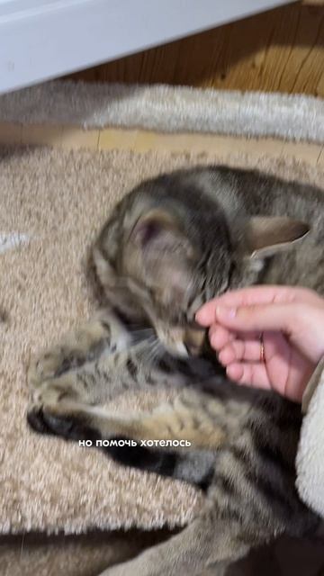 В День бездомных животных мы разместили анкеты котов, которые ищут свой дом ❤️
