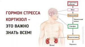 Гормон стресса кортизол