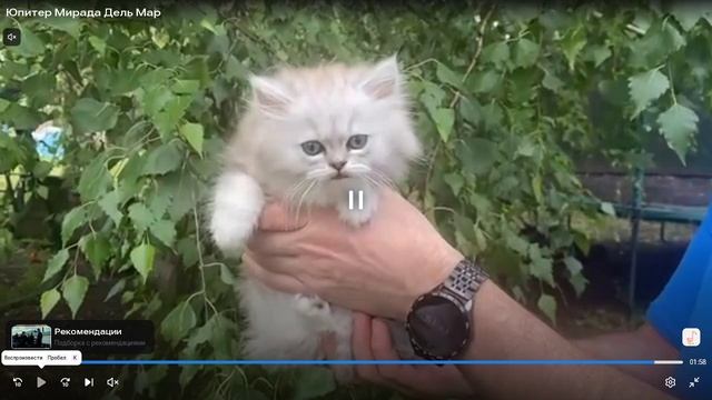 Котята питомника кошек МИРАДА ДЕЛЬ МАР