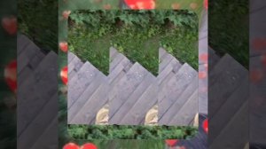 1000067194.mp4 (Собака слушает о идеальных параметрах деревян. лестницы на 2-ой этаж в доме А-фрейм)