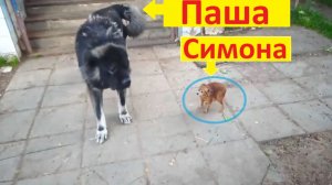 Самая большая и самая маленькая собака