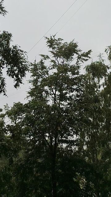 дождик