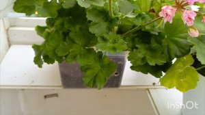 красота цветущих пеларгоний в августе 🤗❤🌿красота нет слов! пеларгония на балконе