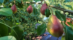 🍐 Груша Нарядная Ефимова. Плюсы и минусы сорта.