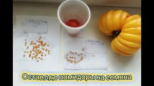 Как оставить помидоры на семена