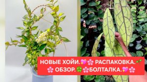 Новые ХОЙИ.🌷 Распаковка.🎁 Обзор.🌿 Пересадка. 🌼Болталка.😉🌸