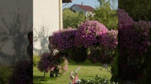 Доброе утро 15 08 26