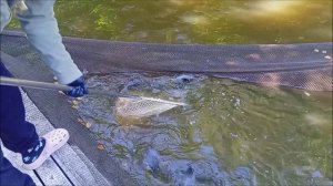 Зарыбление осетром нижнего водоёма 200 кг. Клёвое место, Лосиный остров.