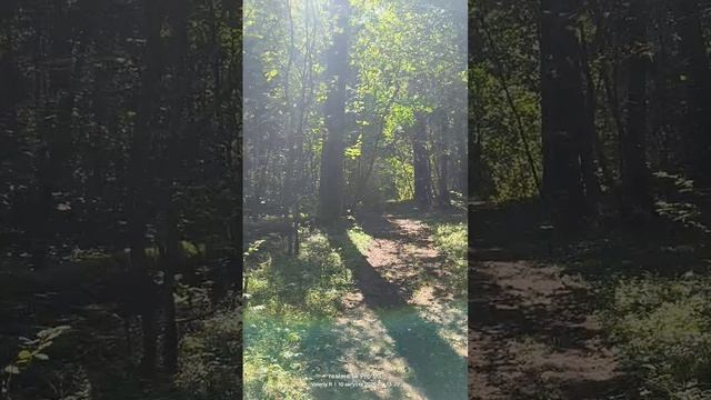 Прогулка в подмосковном лесу 🌳🌲☀️🌳🌲 10.08.2026