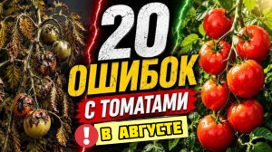 20 ОШИБОК С ТОМАТАМИ В АВГУСТЕ! Срочно сделайте это, чтобы не потерять весь урожай!