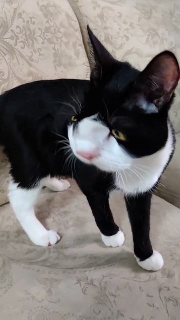 🐱/🐶 Котопёс