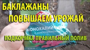 Баклажаны повышаем урожай, подкормка и правильный полив!