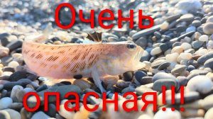Евпатория 2026. Как выглядит самая опасная рыба  Евпатории! Поймали Скорпену. Рыбалка, новости, море