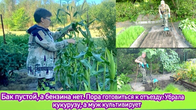 Бак пустой, а бензина нет. Нужно готовиться к отъезду. Убрала кукурузу, а муж культивирует