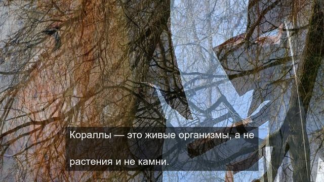 Принятие восприятия