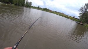 Рыбалка на осетра  Как поймать осетра на удочку, ловля на селeдку. .mp4