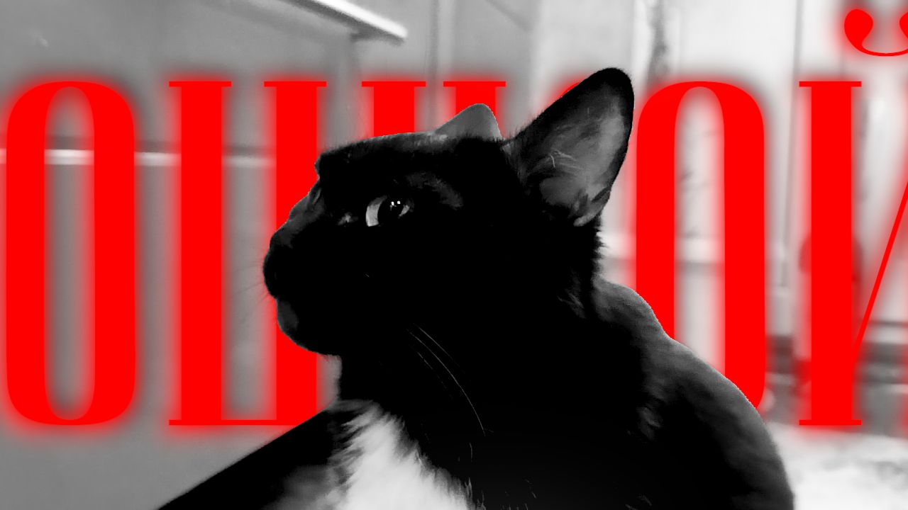Cat Edit